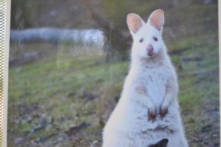 Bruny Island Holiday Park - 2