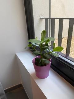 joli petit nid douillet en centre ville - La Rochelle - 5