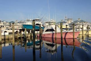 Coral Beauty - Ocean City - 7