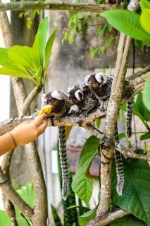 Tropical Hostel - Pipa - 4
