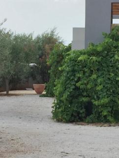 Villa Andrea - Sutivan - 2