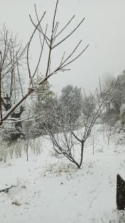 The City Escape Camping - Shimla - 1