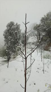 The City Escape Camping - Shimla - 2