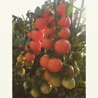 Lucciole Nella Nebbia - 4