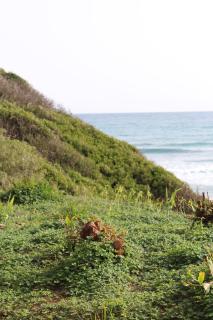 BEACH FOREST PARADISE - Cabopino - 2