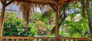 Fleur des Caraïbes - Sainte-Anne - 1