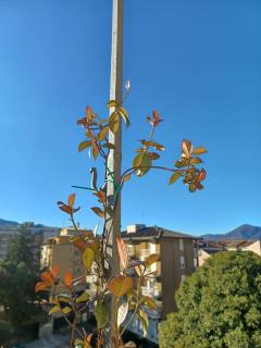 Feluca - Luino - 2