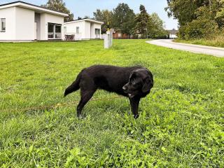Modern Beach Cottage in Tofta, Gotland - 7