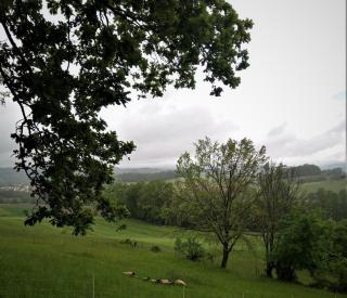 Ferienwohnung Zum Bienenstock - Mörlenbach - 3