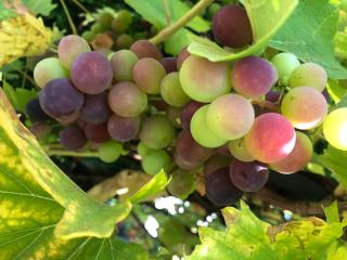 Gästehaus Cramer - Bad Kissingen - 1