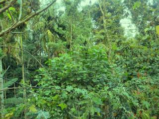 Spices Garden Homestay & Plantation Tour - Madikeri - 2