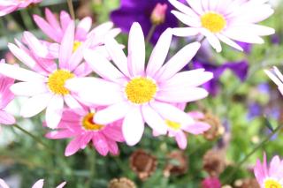 Seacourt Accommodation Tramore - Adult Only - Tramore - 6