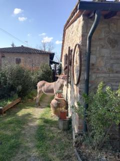 Agriturismo grecinella - Casole dʼElsa - 7