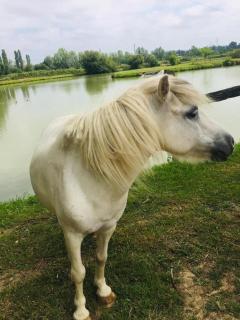 Grand Chalet Domaine du vieux chêne - 5