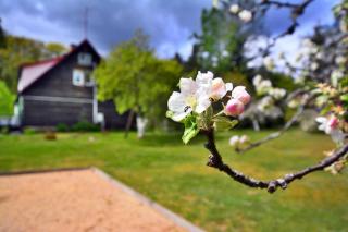 Holiday home in the forest, private garden, sauna - 9