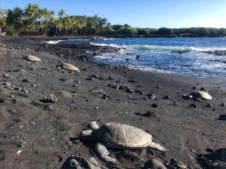 Kahaluu Bay Village 201 by Casago Kona - Snorkeling, Surfing and Spaciousness - Kailua-Kona - 3