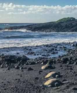 Kahaluu Bay Village 201 by Casago Kona - Snorkeling, Surfing and Spaciousness - Kailua-Kona - 2