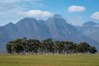 Bartholomeus Klip Farmhouse - 6