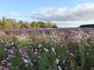 joli gite au calme proche d'Issoudun (17 km) - 6