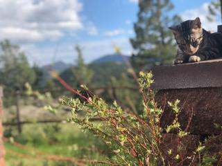 Boulder Best City and Nature with Lake and Trails PETS OK - Boulder - 4