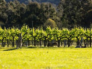 Brokenback Vineyard Luxe Homestead at Oakvale Wines - Pokolbin - 9