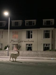 Plas Gorwelion - Adult only - Llandudno - 8