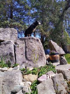Sleeping Wolf Guest House - 2