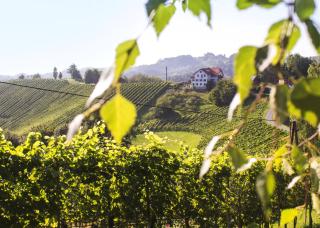 Weingut Peter Grill - Leutschach - 0