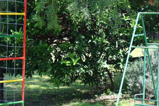 Olive Tree Farm - Magaliesburg - 7