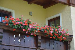 Appart Weisse Urlauben am Wolfgangsee - Sankt Gilgen - 7