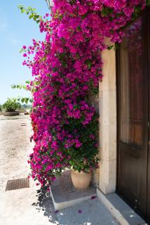 Agriturismo Masseria sul Mare - Avola - 8