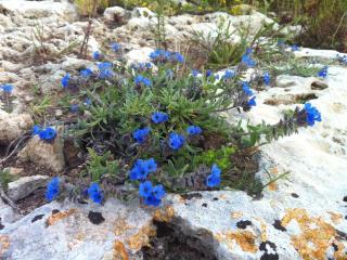 Masseria Pelosella B&B - 4