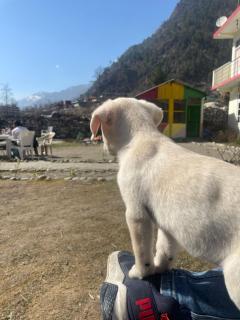 Breathe Inn - Kasol - 6