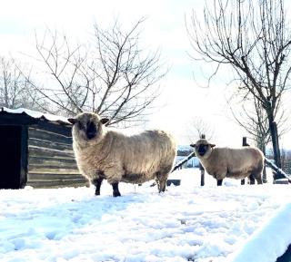 Zuid Limburg Huisje Josefien - 7