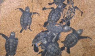 Hotel Praia Inhame Ecolodge - 1