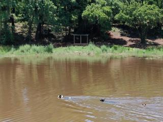 Boschoek Farm - 1