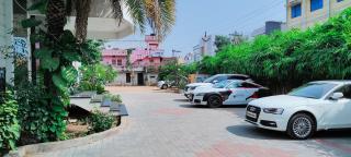Pine Tree - Kanchipuram - 5