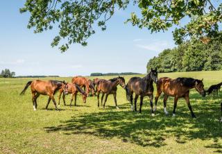 Ferienwohnungen Gut Fasanenhöhe - 1