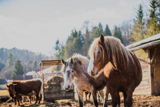 Farm stay Žurej - Šentjur - 3
