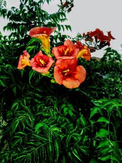 Green Vila - 4