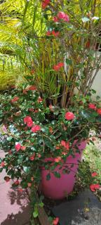 Le petit cactus - Bras-Panon - 8