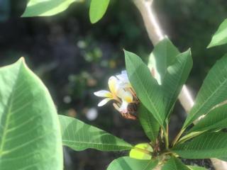 Frangipani guesthouse -Ngunguru - 6