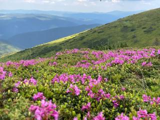 Cabana Lupilor - Tău Bistra - 9