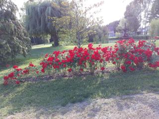 Les ROSEAUX A la Campagne au centre des chateaux de la Loire - 7