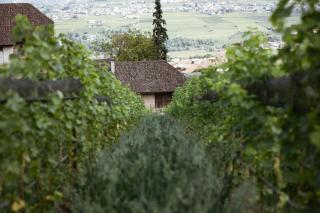 Ansitz Montani Eppan - Appiano sulla Strada del Vino - 4