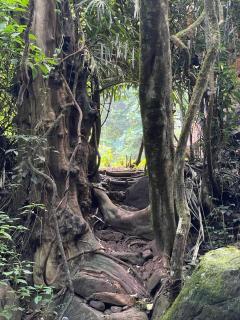 Chalet in the Jungle - 8
