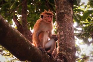 Kandy Nature Resort - Ampitiya - 2