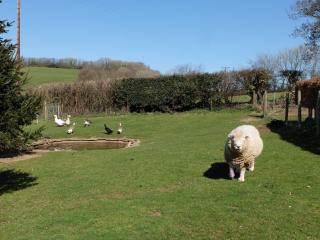 South Sandpark Cottage - Barnstaple - 6