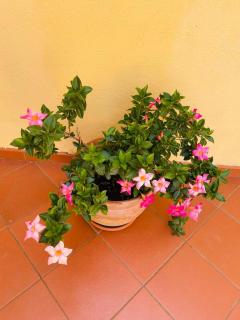 Casa la Roccia - Sant'Agnello - 5