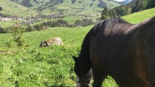 Au Pré des Chevaux - 4